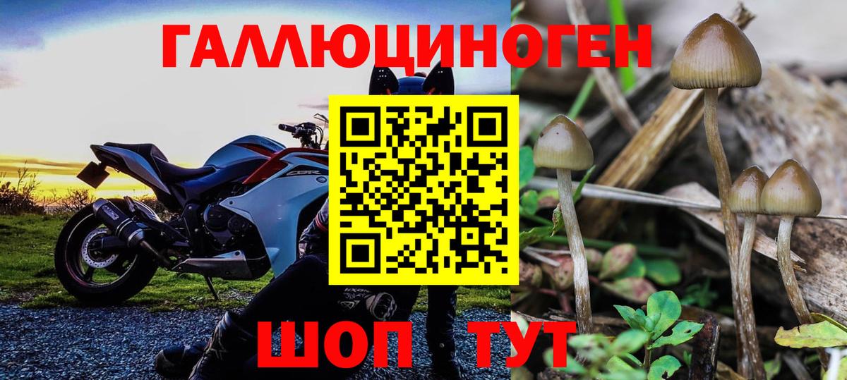 Галлюциногенные грибы прущие грибы Бердск